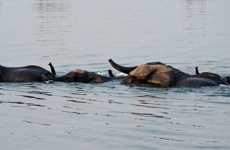 Elefante - parque nacional de Chobe - Botswana - cruzando un rio 4.jpg